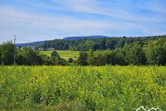 22-lysica-z-kakonina