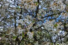 10.natura-wiosna-spisz-i-gorce