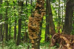 Szlak Karpacki: Beskid Niski