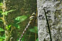 Szlak Karpacki: Beskid Niski