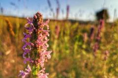 zubensko-natura-scaled