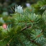 Dlaczego iglaki żółkną po zimie i jak je uratować?