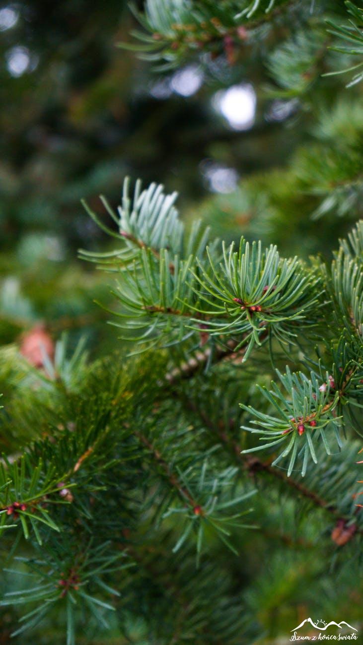 Dlaczego iglaki żółkną po zimie i jak je uratować?